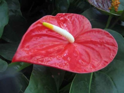 Anthurium - férfi virág, hogy megérdemel egy figyelemre méltó