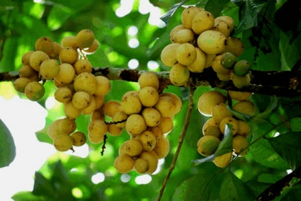 Aromás gyümölcs longkong (Lansium Parasiticum)