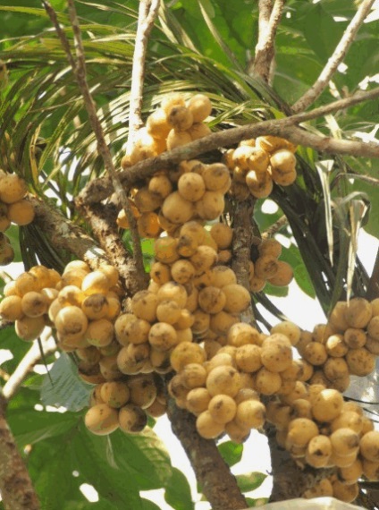 Aromás gyümölcs longkong (Lansium Parasiticum)