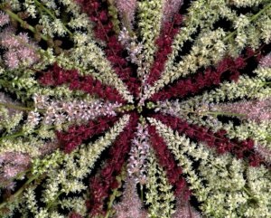 Fehér Astilbe jellemzőit, fajták és termesztési módszerek és gondozás szabályok (Astilbe mag) Fehér Astilbe jellemzőit, fajták és termesztési módszerek és gondozás szabályok