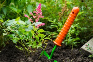 Fehér Astilbe jellemzőit, fajták és termesztési módszerek és gondozás szabályok (művelés) Fehér Astilbe jellemzőit, fajták és termesztési módszerek és gondozás szabályok