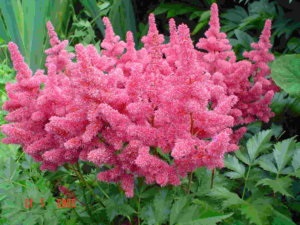 Fehér Astilbe jellemzőit, fajták és termesztési módszerek és gondozás szabályok (fehér) Fehér Astilbe jellemzőit, fajták és termesztési módszerek és gondozás szabályok