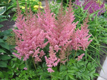 Astilbe virágok a házban és a környéken