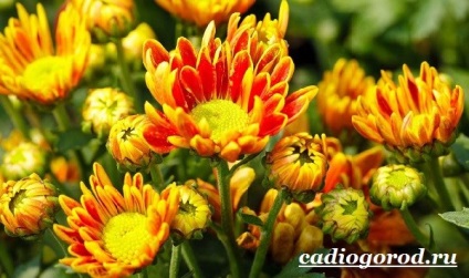 Aster virág (virág aster) Aster virág