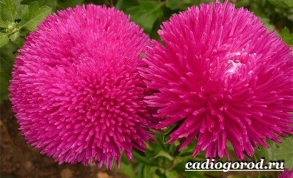 Virág Astra (Astra) Aster virág