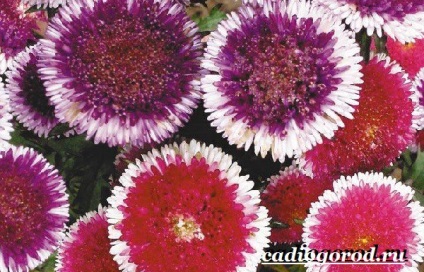 Aster virág (aster virágok nőnek) Aster virág