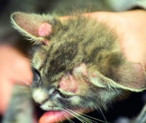 Az atópiás dermatitis kutyák és a macskák, valamint (dermatitisz) Atópiás dermatitis kutyák és macskák, valamint