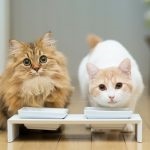 Automatikus teknőt macskák - a döntést a sok probléma