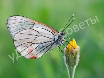 Butterfly galagonyalepke (veszélyes és ellenőrző intézkedések) (pillangó) Butterfly galagonyalepke (veszélyes és ellenőrző intézkedések)