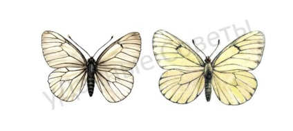 Butterfly galagonyalepke (veszélyes és ellenőrző intézkedések) (pillangó) Butterfly galagonyalepke (veszélyes és ellenőrző intézkedések)