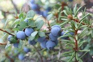 Ledum palustre tulajdonságok ábécé egészségügyi