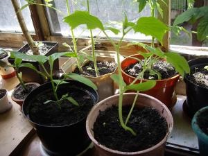 Padlizsán egy ablakpárkányon, tapasztalatcsere - gyümölcs és zöldség kert az ablakpárkányon - Forum