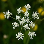 Bedrenets kőtörőfű (Saxifraga bedrenets) vérfű kőtörőfű