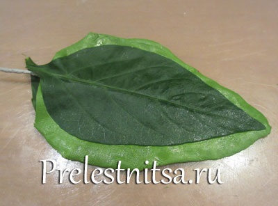 Fehér hortenzia hideg porcelán (hideg) Fehér hortenzia hideg porcelán