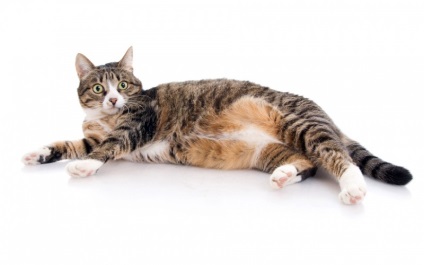 Terhesség macska hogyan kell azonosítani terhesség jelei tart sok macska