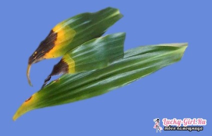 Dracaena betegség (betegség) betegségek Dracaena