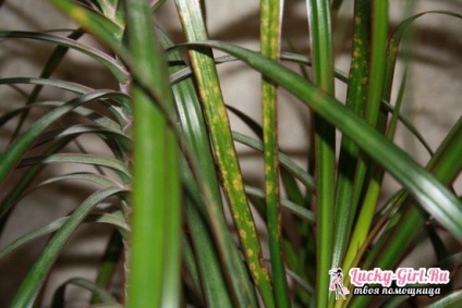 Betegségek dracaena (Dracaena) betegségek Dracaena