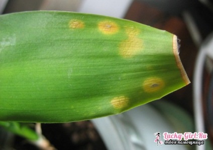 Betegségek dracaena (Dracaena) betegségek Dracaena