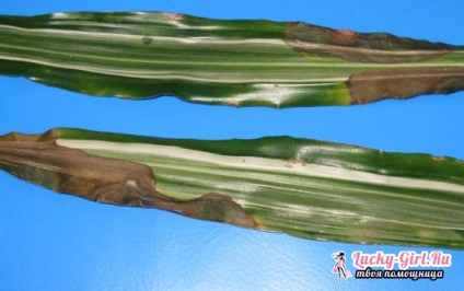 Dracaena betegség (betegség) betegségek Dracaena