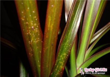 Dracaena betegség (betegség) betegségek Dracaena