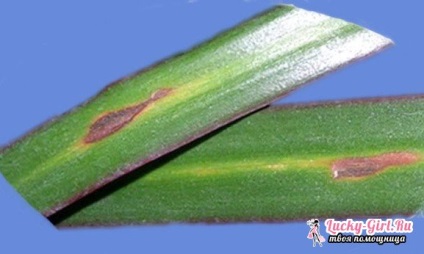 Betegségek dracaena (Dracaena) betegségek Dracaena