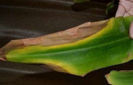 Betegségek dracaena kezelés (Dracaena) Dracaena betegség kezelés