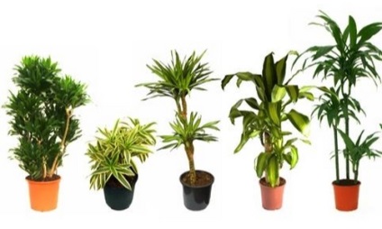 Betegségek dracaena kezelés (amely szenvednek Dracaena) Dracaena betegség kezelés
