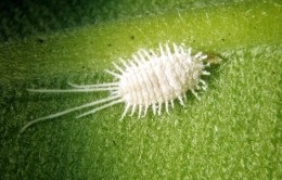 Betegségek dracaena kezelés (amely szenvednek Dracaena) Dracaena betegség kezelés