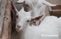 Betegség kecske - selyanochka - portál a gazdálkodók, a mezőgazdaság, az állattenyésztés, baromfi, (osztva) Betegség kecskék - selyanochka - portál a gazdálkodók számára, a mezőgazdaság, az állattenyésztés, baromfi,
