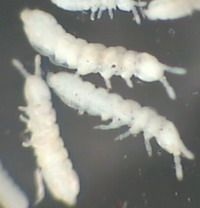Fighting ugróvillások (HL EK-pechit megfelelő növény-ny) Fighting springtails