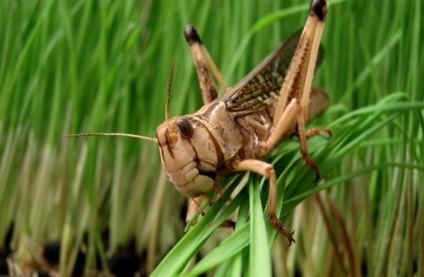 Locust ellenőrzés a kertben