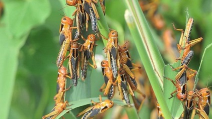 Locust ellenőrzés a kertben