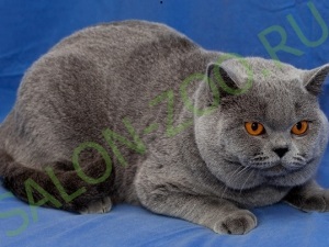 Brit macska (Brit) (nyírás, fésülés), fodrász brit macska otthon olcsón