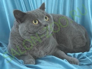 Brit macska (Brit) (nyírás, fésülés), fodrász brit macska otthon olcsón