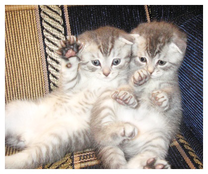 Brit fold - a forrása a jó hangulat (Scottish fold Scottish fold) Brit fold - a forrása a jó hangulat