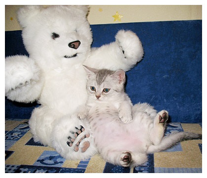 Brit fold - a forrása a jó hangulat (Scottish fold macska) Brit fold - a forrása a jó hangulat