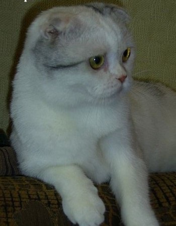 Brit fold - a forrása a jó hangulat (Scottish fold macska) Brit fold - a forrása a jó hangulat
