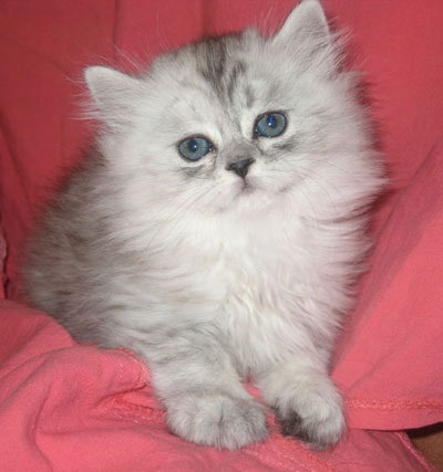 Brit fold - a forrása a jó hangulat (Scottish fold macska) Brit fold - a forrása a jó hangulat