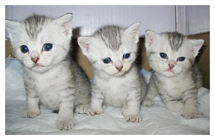 Brit fold - a forrása a jó hangulat (Scottish fold macska) Brit fold - a forrása a jó hangulat