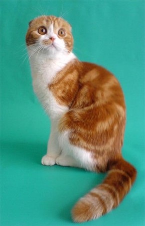 Brit fold - a forrása a jó hangulat (Scottish fold Skót) Brit fold - a forrása a jó hangulat
