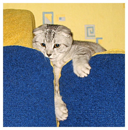 Brit fold - a forrása a jó hangulat (Scottish fold macska) Brit fold - a forrása a jó hangulat