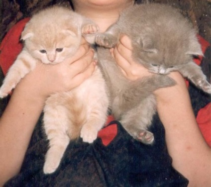 Brit fold - a forrása a jó hangulat (Scottish fold Skót) Brit fold - a forrása a jó hangulat