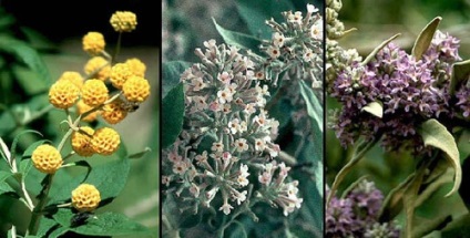 Buddleja jellemzői a termesztés, gondozás, leszállás, és a reprodukció telelés