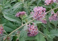 Buddleja jellemzői a termesztés, gondozás, leszállás, telelő szaporodás (Buddleja David ültető ellátás növekvő magról terménybehordáshoz áttelelő reprodukció máz) Buddleja jellemzői a termesztés, gondozás, leszállás, és a reprodukció telelés