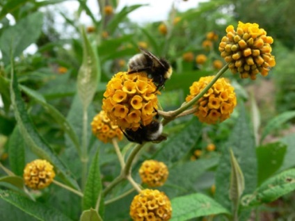 Buddleja jellemzői a termesztés, gondozás, leszállás, és a reprodukció telelés