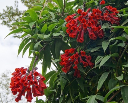 Buddleja jellemzői a termesztés, gondozás, leszállás, telelő szaporodás (Buddleja David ültető ellátás növekvő magról terménybehordáshoz áttelelő reprodukció máz) Buddleja jellemzői a termesztés, gondozás, leszállás, és a reprodukció telelés
