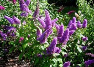 Buddleja jellemzői a termesztés, gondozás, leszállás, telelő reprodukciós (szaporodás) Buddleja jellemzői a termesztés, gondozás, leszállás, és a reprodukció telelés