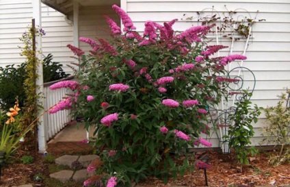 Buddleja jellemzői a termesztés, gondozás, leszállás, telelő szaporodás (Buddleja David ültető ellátás növekvő magról terménybehordáshoz áttelelő reprodukció máz) Buddleja jellemzői a termesztés, gondozás, leszállás, és a reprodukció telelés