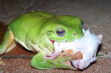 Légy óvatos! Békák! (Frog eszik halat) Légy óvatos! Békák!