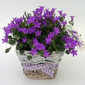 Dalmát harangvirág, leírás és a hígítási dalmát harangvirág ellátás (Campanula) Dalmát harangvirág, leírása és tenyésztési dalmát harangvirág ellátás